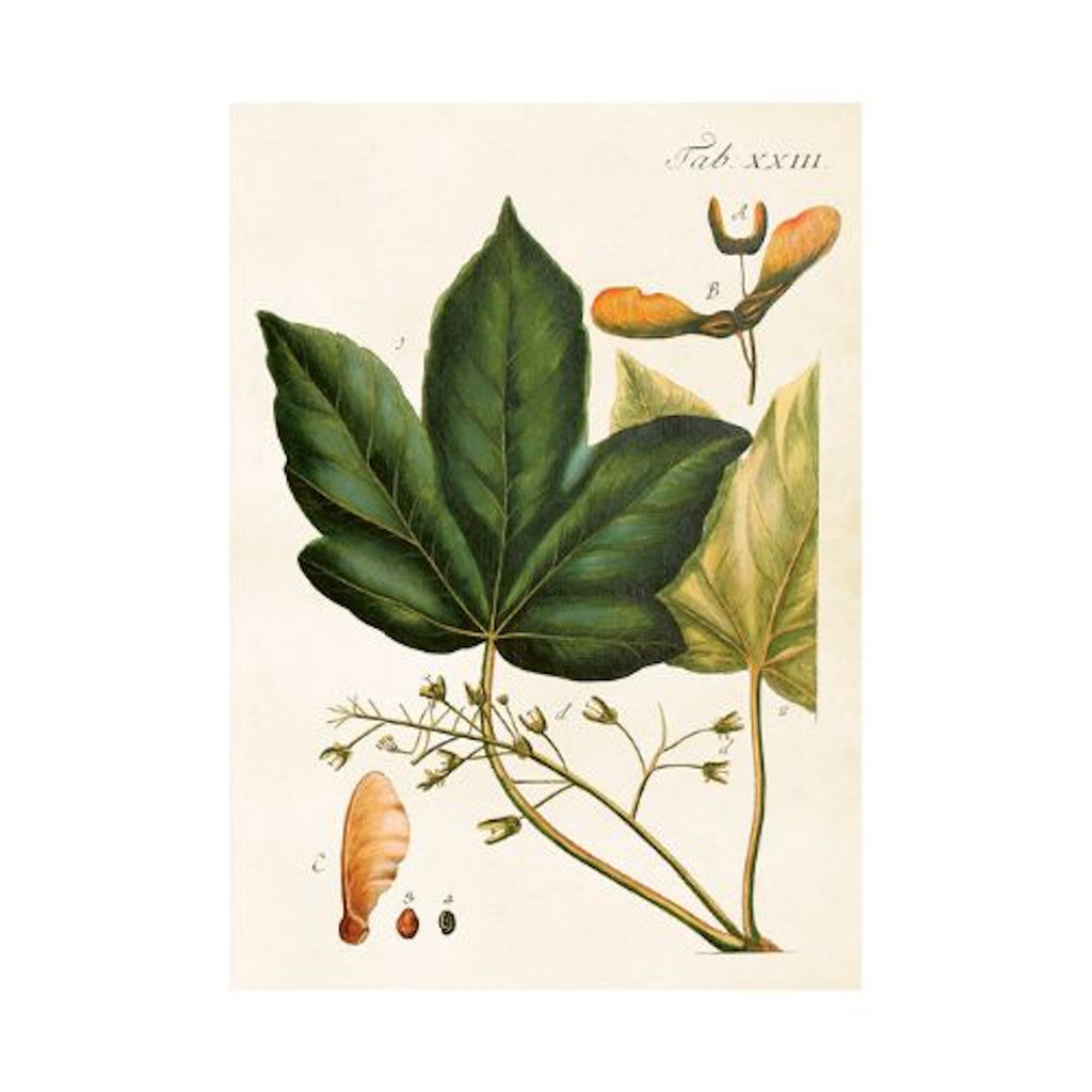 Maple - Poster 50 x 70 cm
