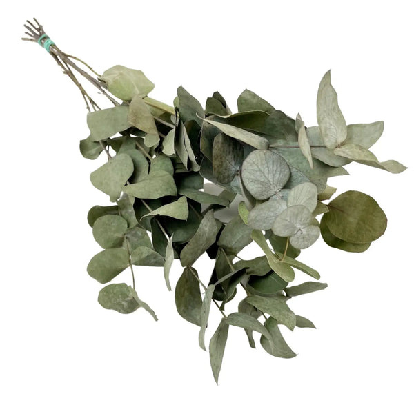 Dried Flowers - Eucalyptus