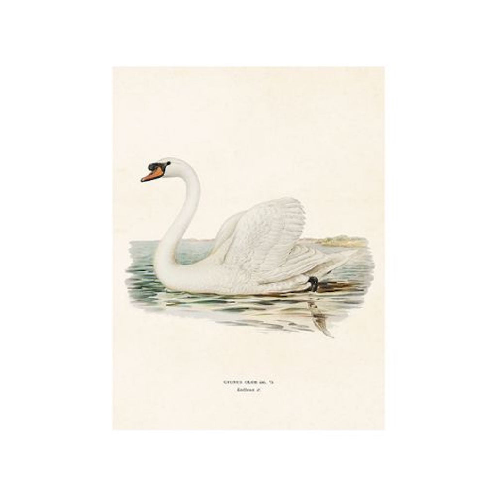 Nordic Sea Birds - Poster 18 x 24 cm
